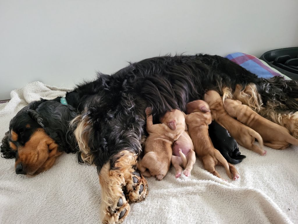 chiot Cocker Spaniel Anglais Des Ours D'eau