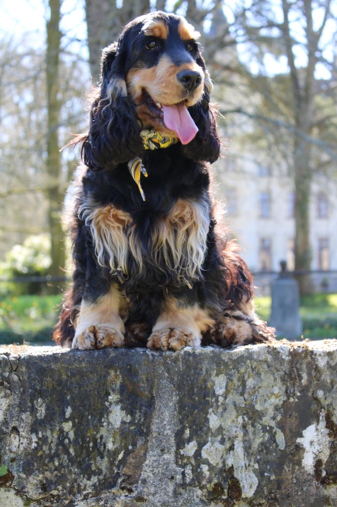 Pyta Of Shepherd's Paw