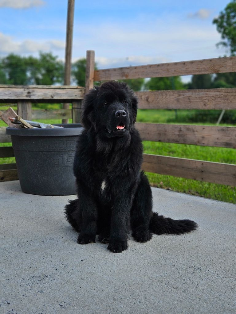 Vlog Des Ours D'eau