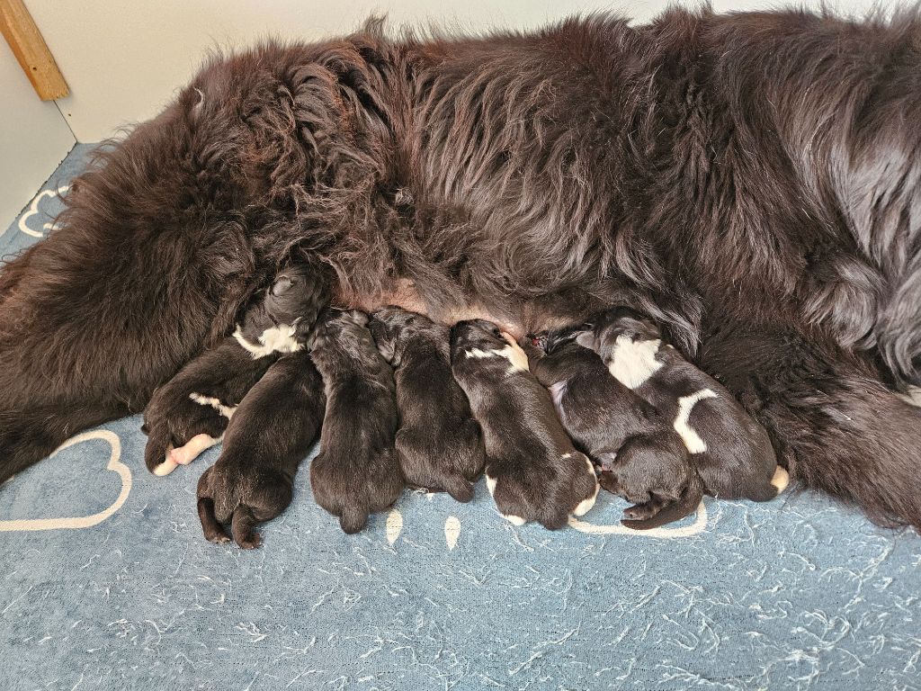 Chiot Terre-neuve Des Ours D'eau