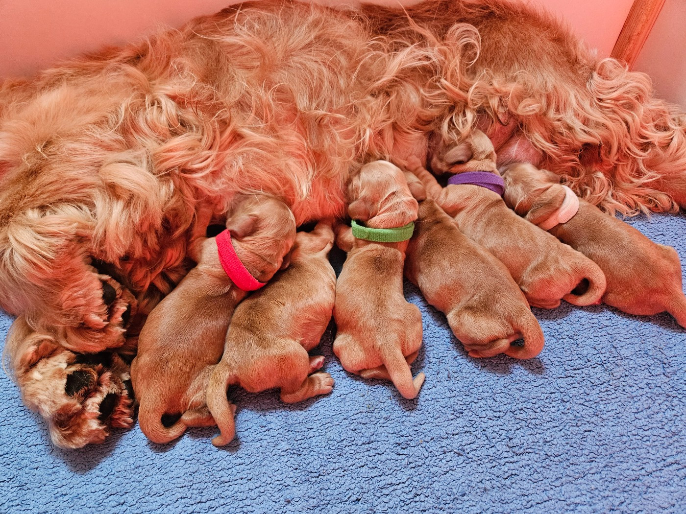 Des Ours D'eau - Chiots disponibles - Cocker Spaniel Anglais