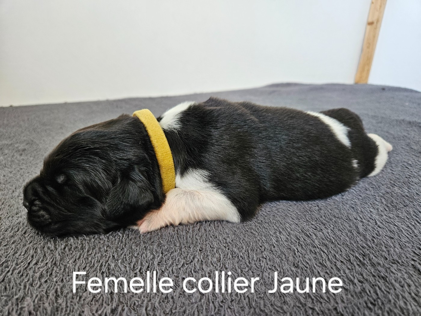 Des Ours D'eau - Chiots disponibles - Terre-neuve