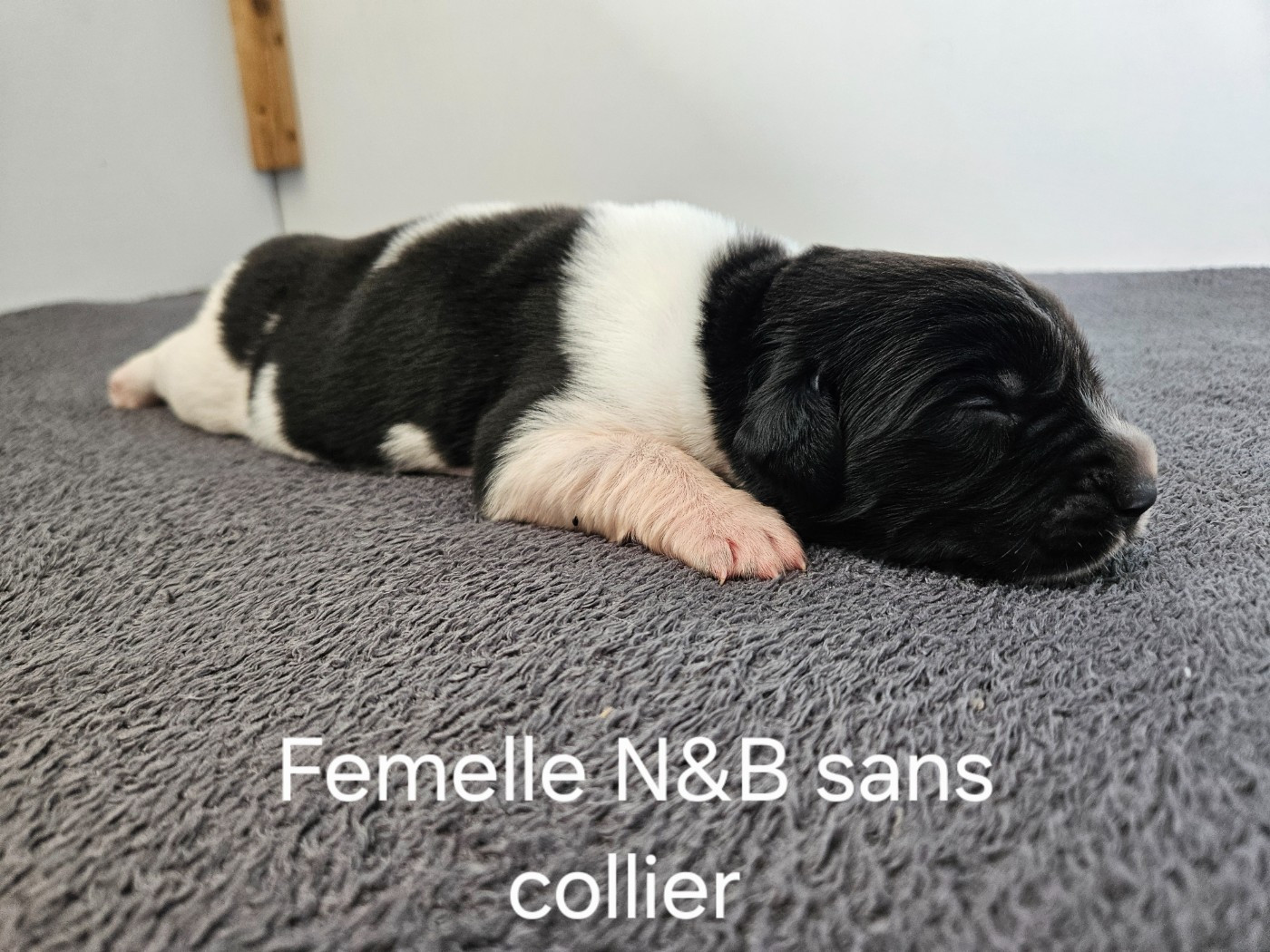 Des Ours D'eau - Chiots disponibles - Terre-neuve
