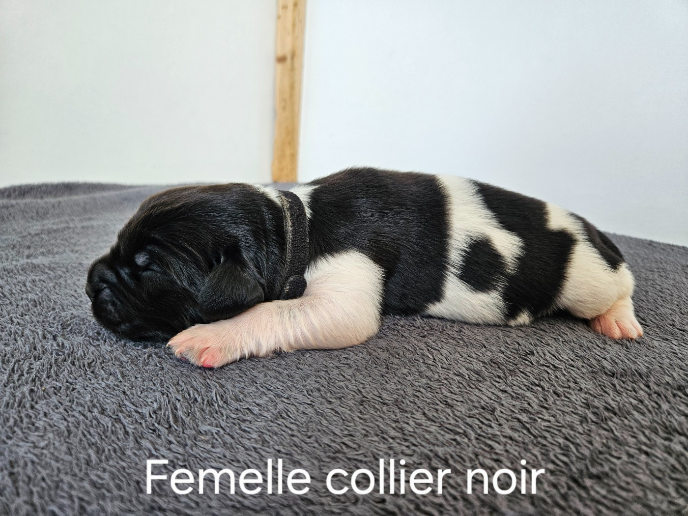 Des Ours D'eau - Chiots disponibles - Terre-neuve