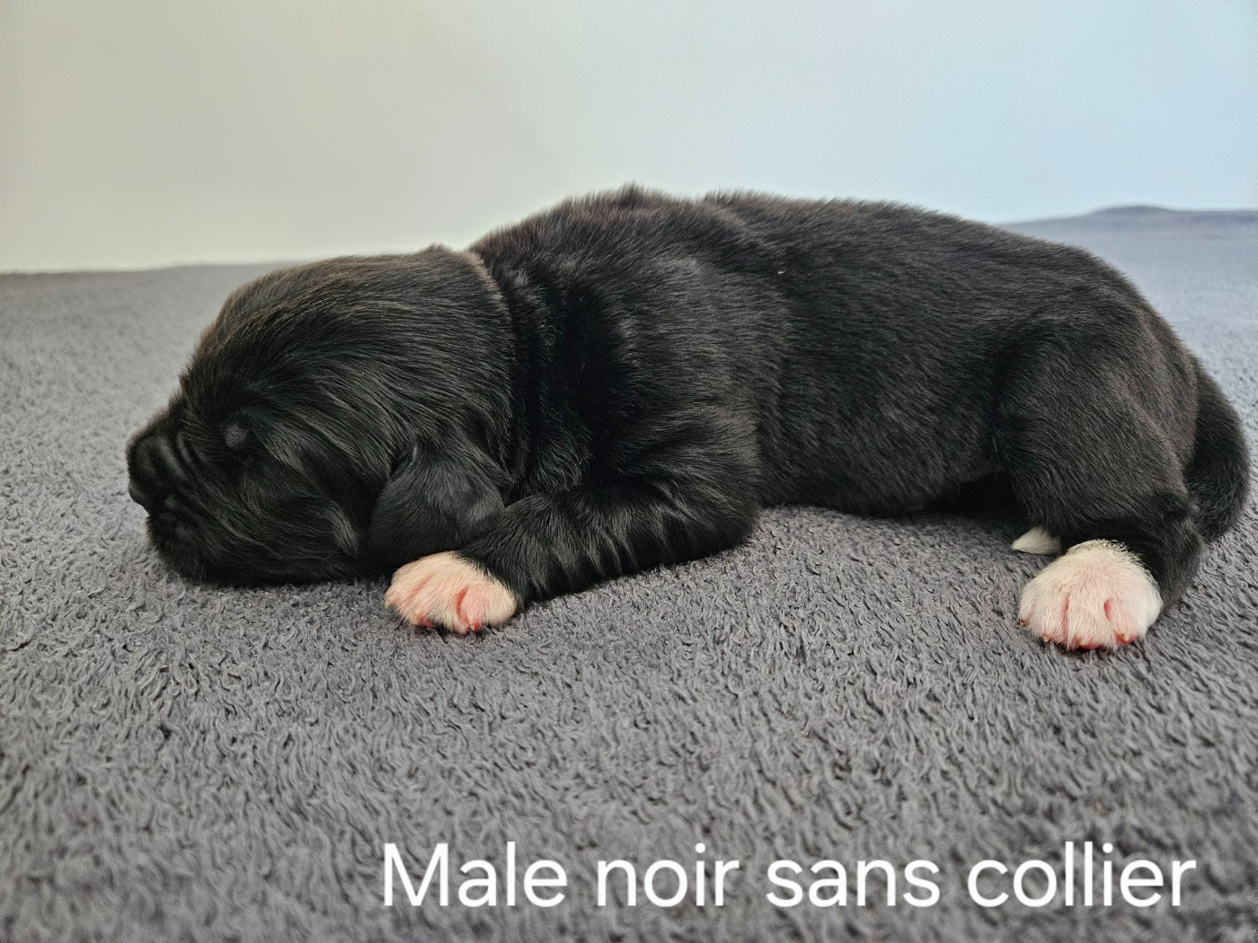 Des Ours D'eau - Chiots disponibles - Terre-neuve