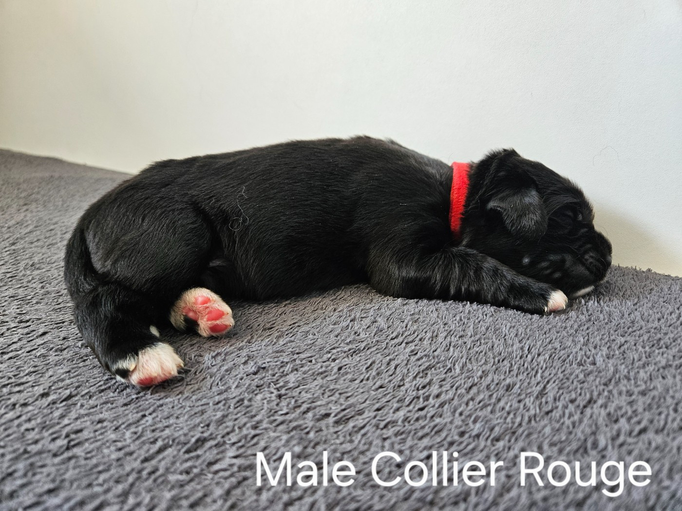 Des Ours D'eau - Chiots disponibles - Terre-neuve