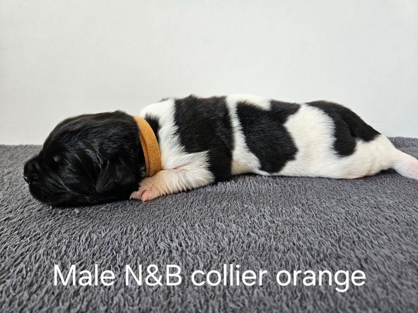Des Ours D'eau - Chiots disponibles - Terre-neuve