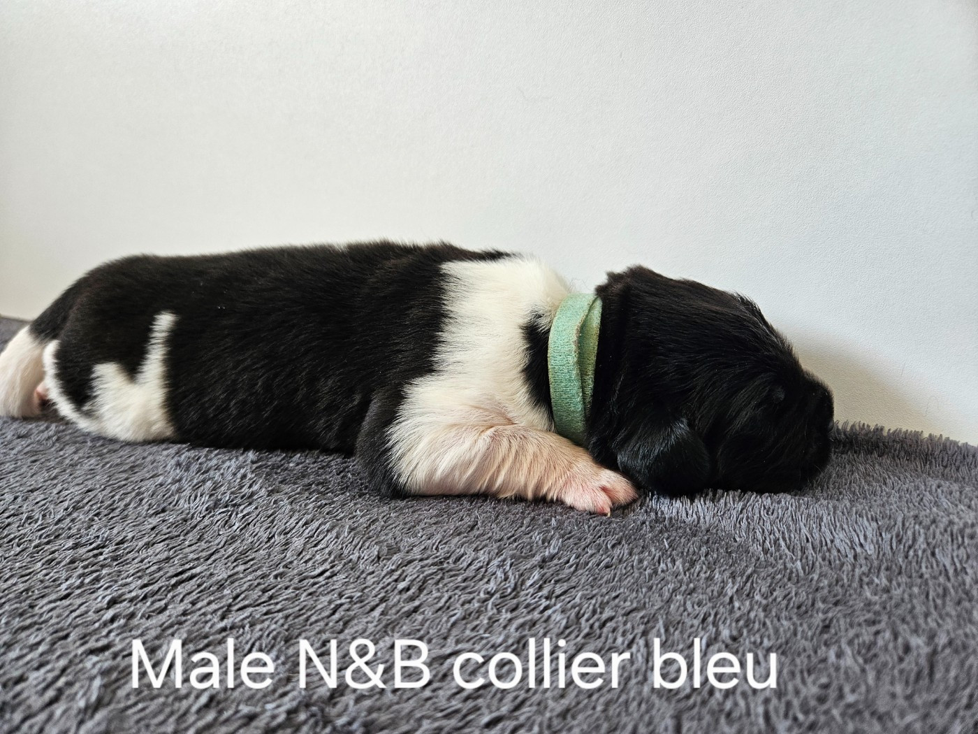 Des Ours D'eau - Chiots disponibles - Terre-neuve