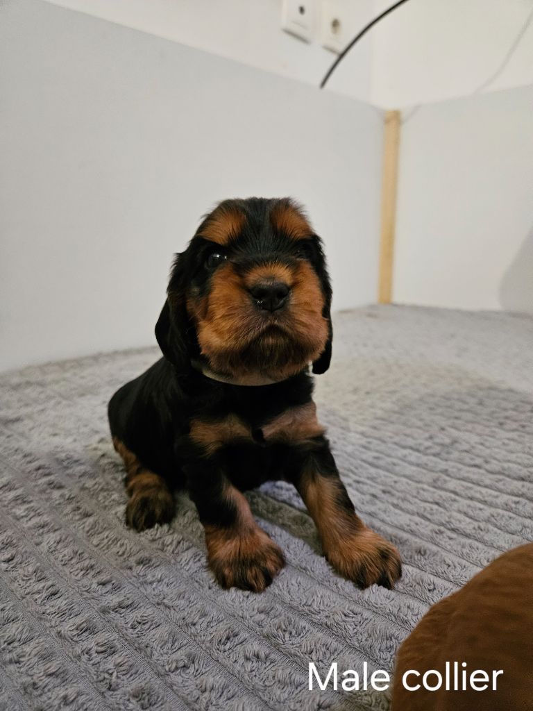 Des Ours D'eau - Chiots disponibles - Cocker Spaniel Anglais