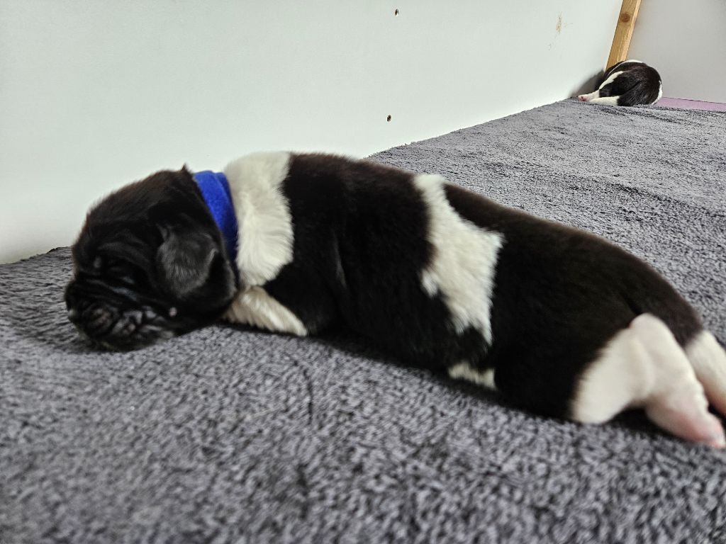 Des Ours D'eau - Chiots disponibles - Terre-neuve