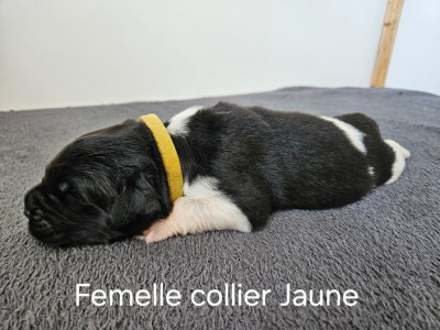 CHIOT 1