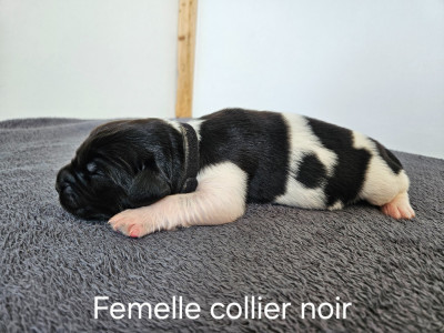 CHIOT 4