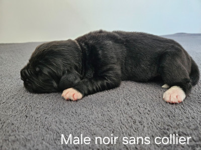 CHIOT 5
