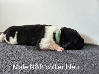 CHIOT 6