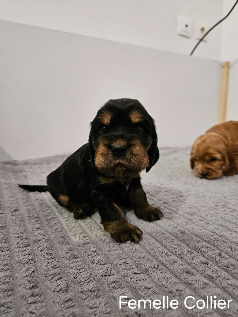 Des Ours D'eau - Chiots disponibles - Cocker Spaniel Anglais