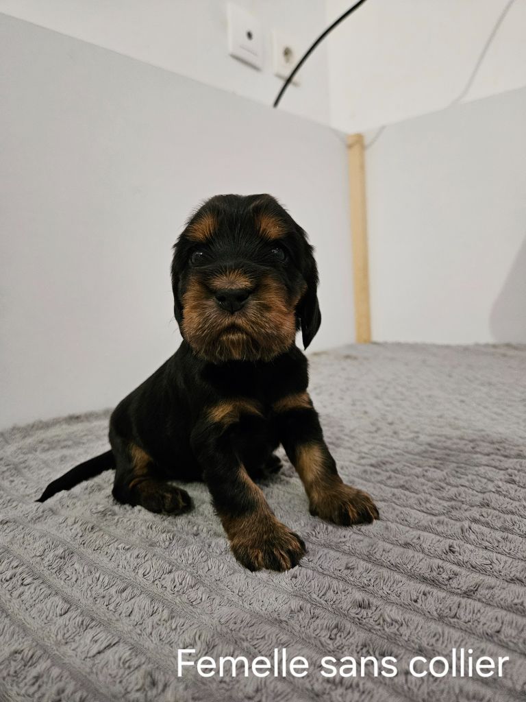 Des Ours D'eau - Chiots disponibles - Cocker Spaniel Anglais